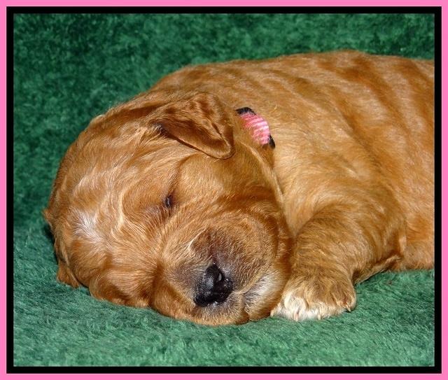 BT pups 2 wks old 771