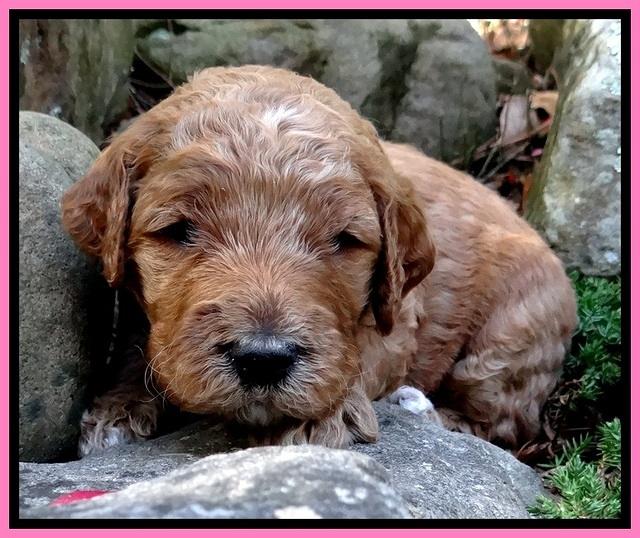 BT pups 3 wks old 171