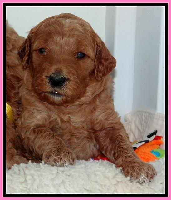 BT pups 3.2 wks old 131