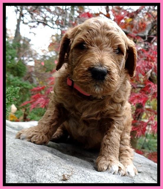 BT pups 4 wks old 251