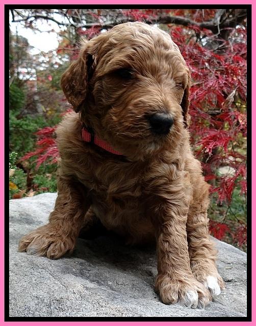 BT pups 4 wks old 271