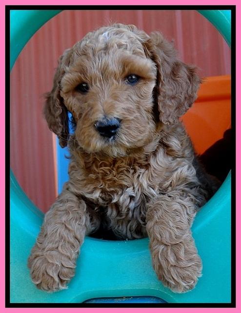 BT pups 6 wks old 241