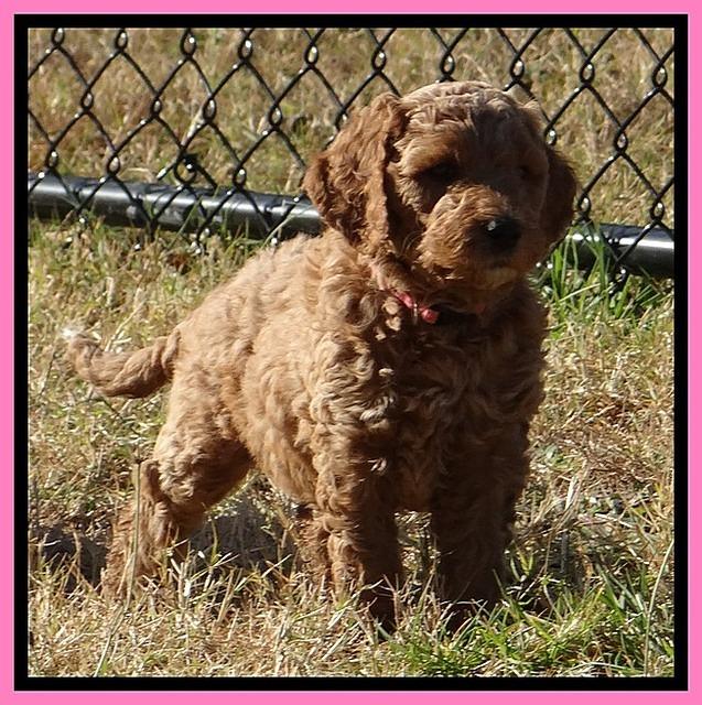 BT pups 6 wks old 27300