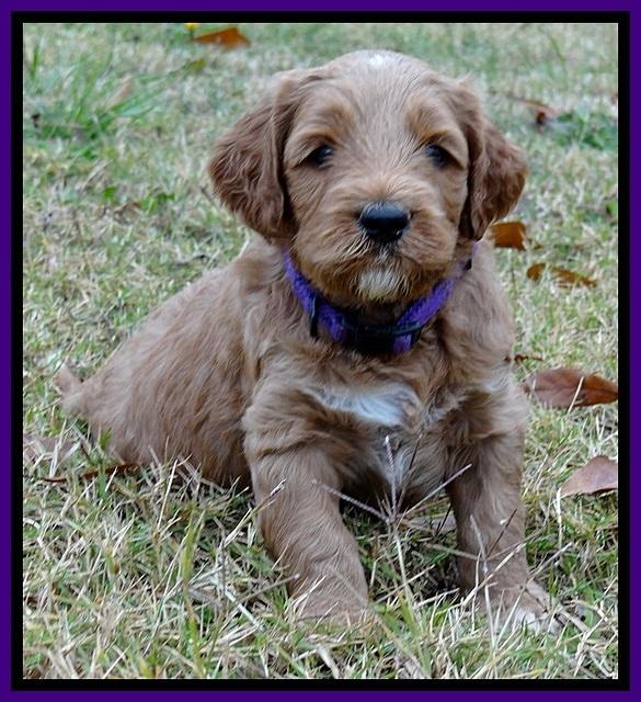 BT 4.5 weeks old 121 (2)