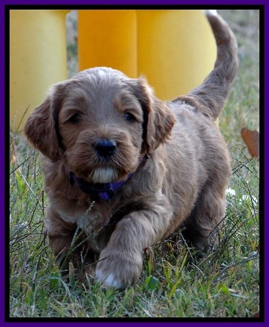 BT 4.5 weeks old 141