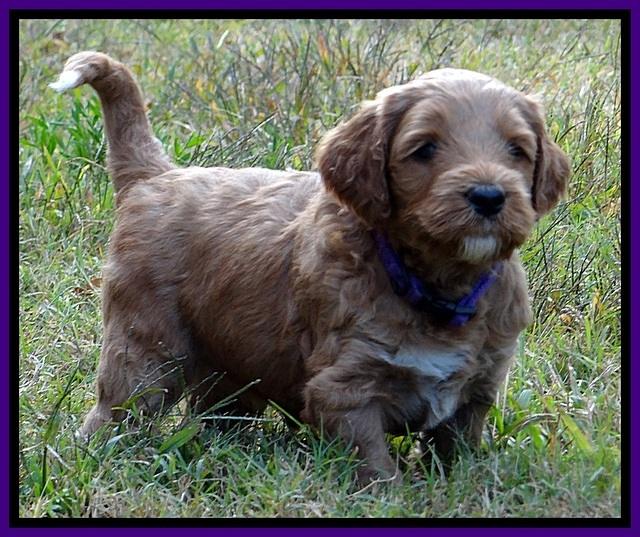 BT 4.6 weeks old 91