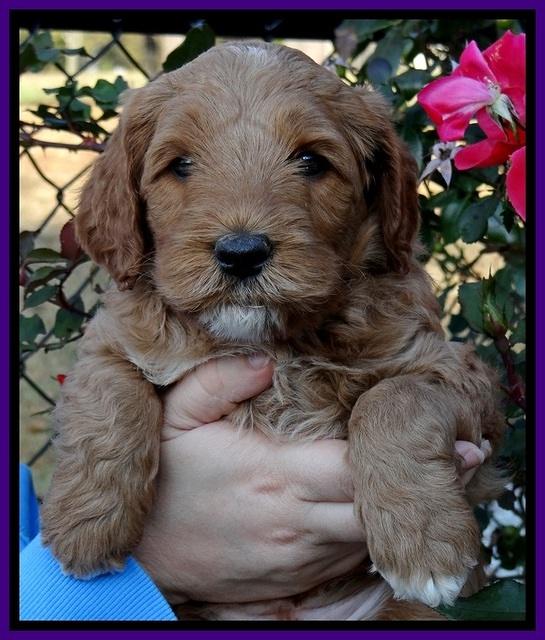 BT 5 wks old 161