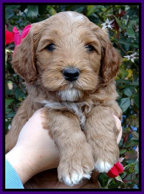 BT 5 wks old 171