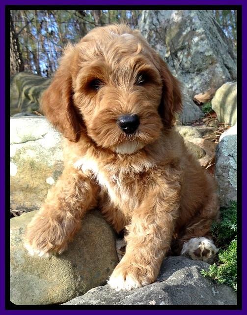 BT 8 wks old  35