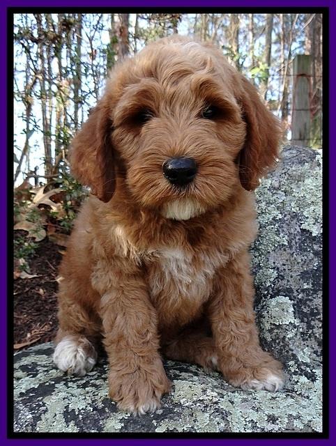 BT 8 wks old  45