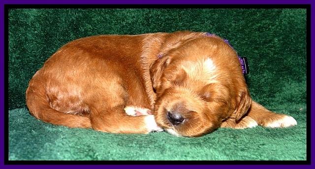 BT pups 2 wks old 1301