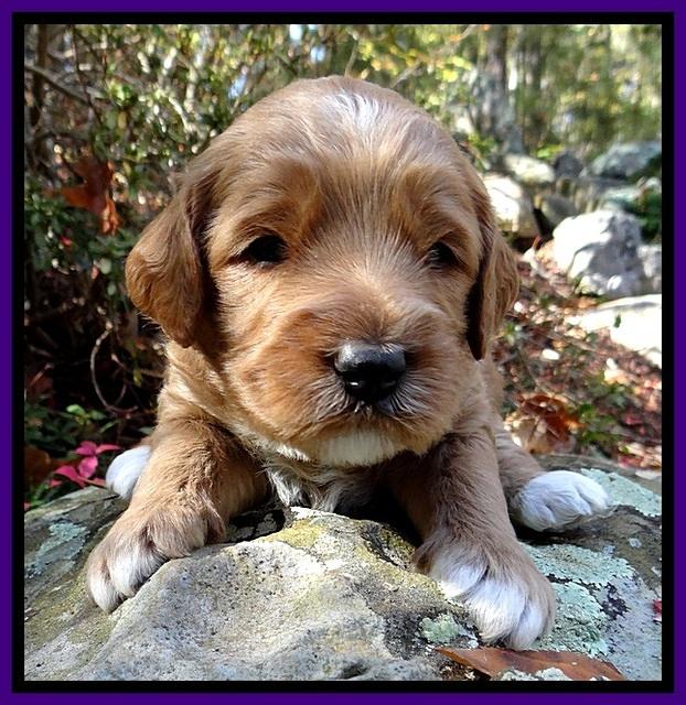 BT pups 3 wks old 361