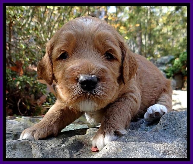 BT pups 3 wks old 371