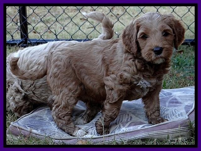 BT pups 6 wks old 14300