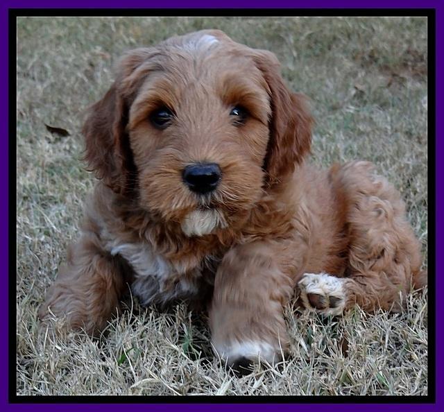 BT pups 7 weeks old 39100