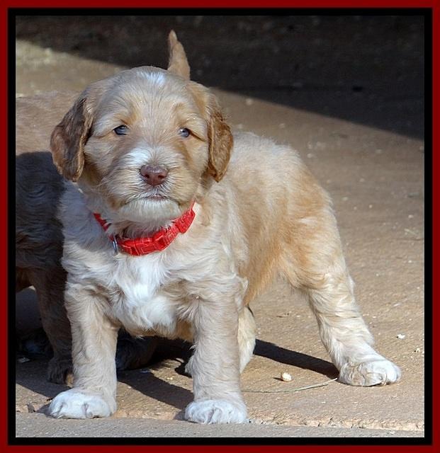 BT 4.5 weeks old 131