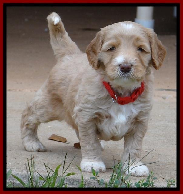 BT 4.5 weeks old 161 (2)