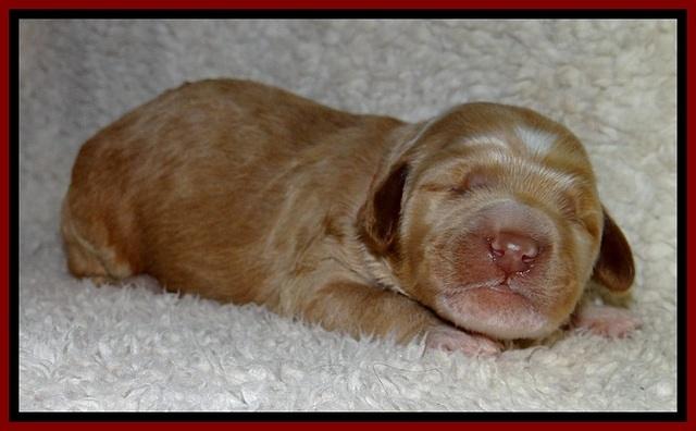 BT pups 1 wk old 211