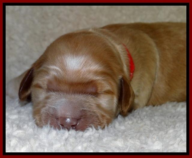 BT pups 1 wk old 221