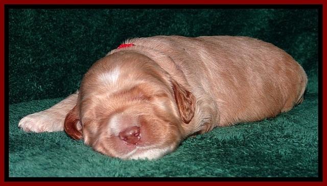 BT pups 2 wks old 181