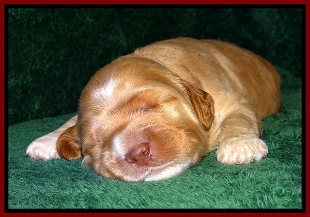 BT pups 2 wks old 271