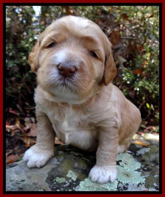 BT pups 3 wks old 41