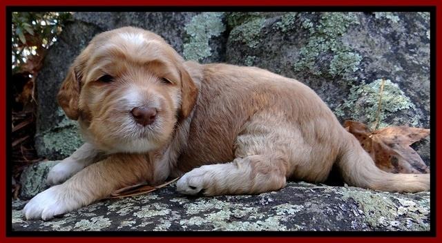 BT pups 3 wks old 51