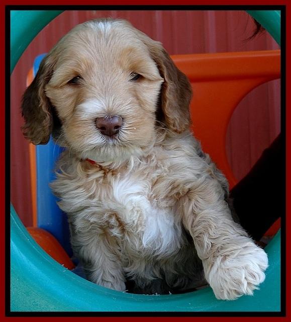 BT pups 6 wks old 181