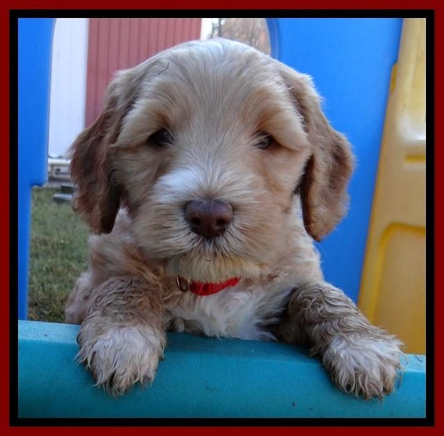 BT pups 6 wks old 19300