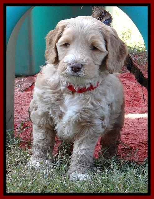 BT pups 6 wks old 20300