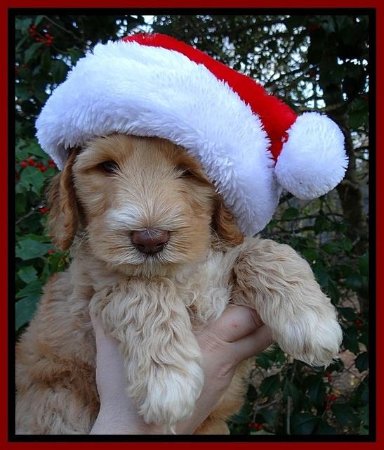 BT pups 7 weeks old 2100