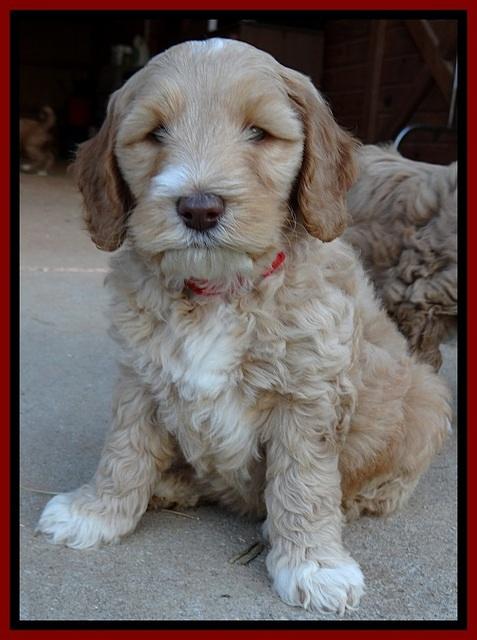 BT pups 7 weeks old 3100