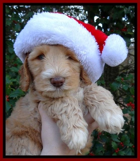 BT pups 7 weeks old 4100