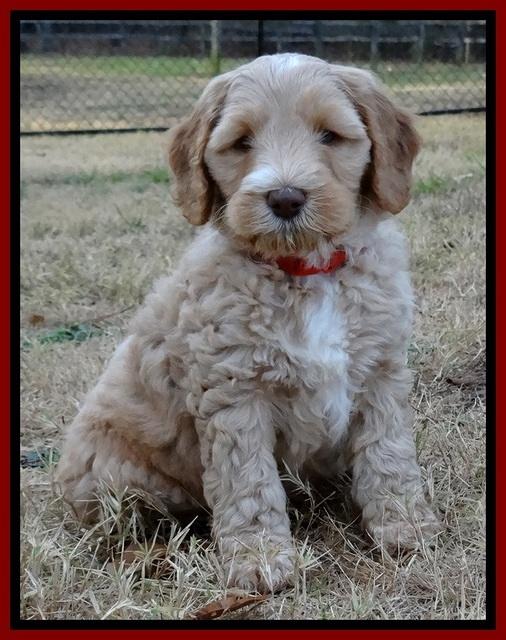 BT pups 7 weeks old 71