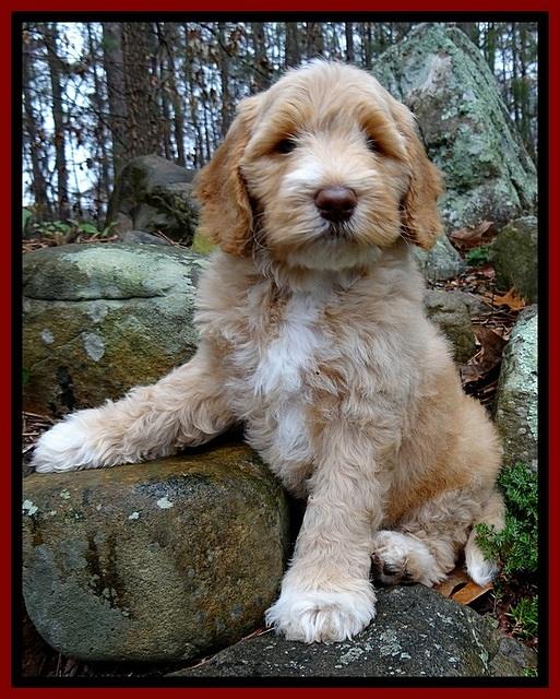 BT pups 8 wks old 2500