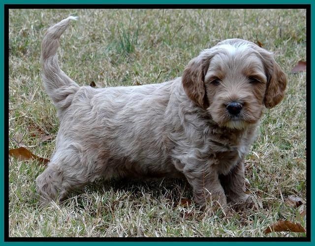 BT 4.5 weeks old 51 (2)