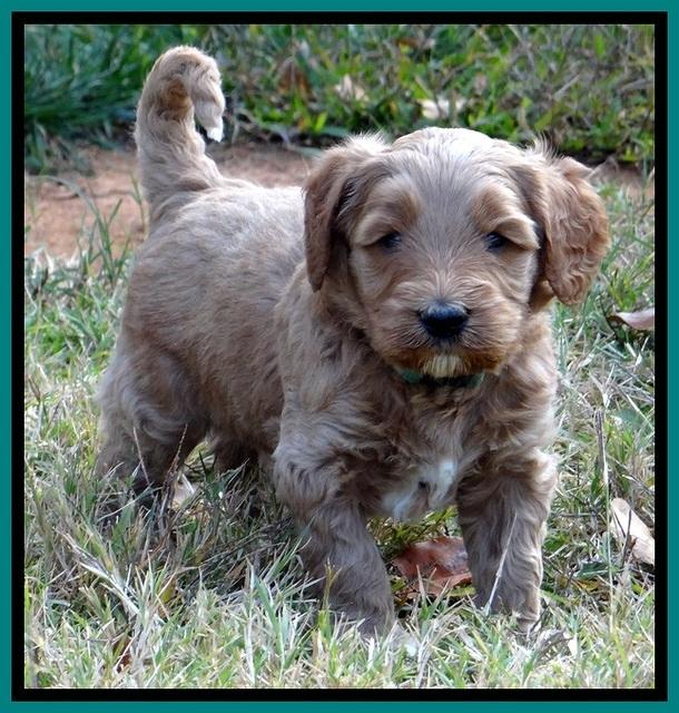 BT 4.6 weeks old 101