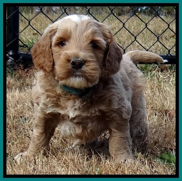 BT 4.6 weeks old 111