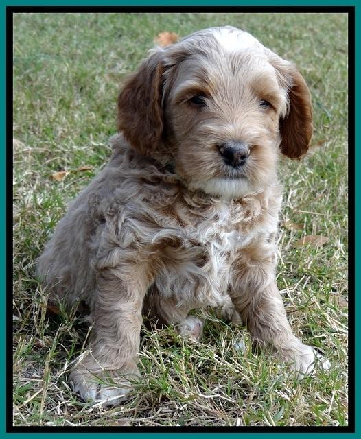 BT 5 wks old 301