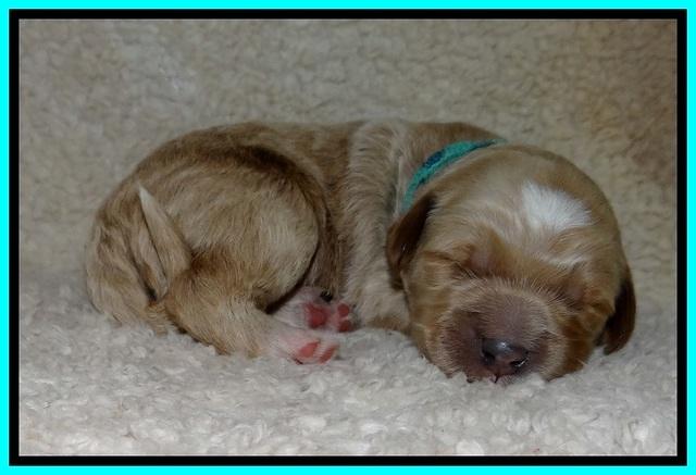 BT pups 1 wk old 1011
