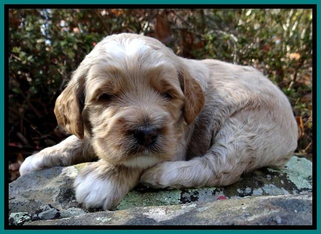 BT pups 3 wks old 311