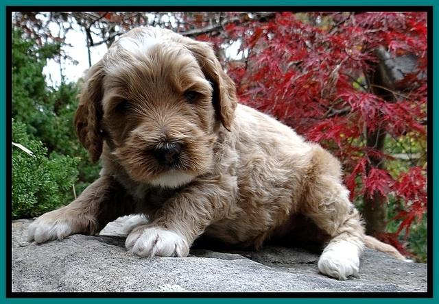 BT pups 4 wks old 401