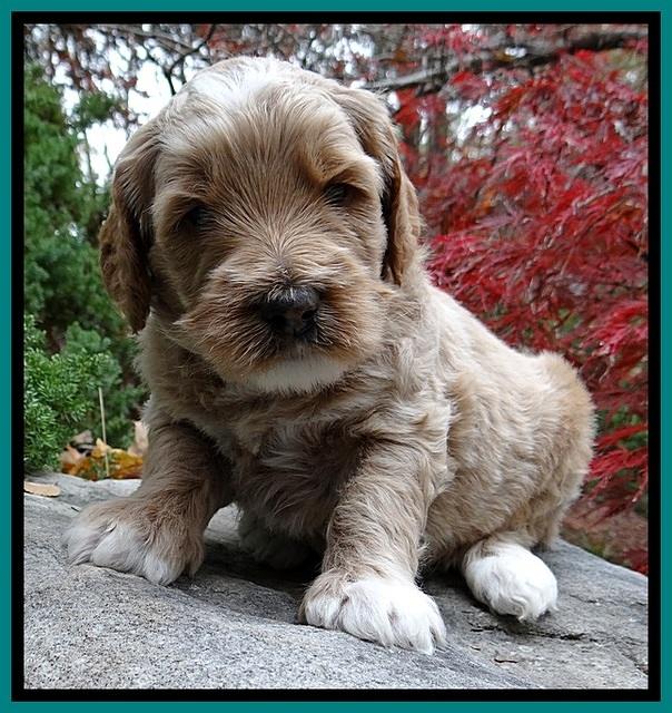 BT pups 4 wks old 431