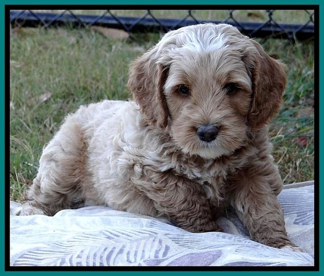 BT pups 6 wks old 05300