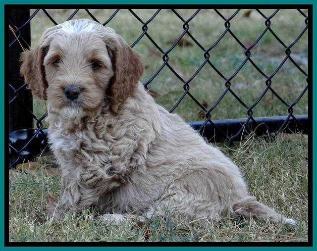 BT pups 6 wks old 06300