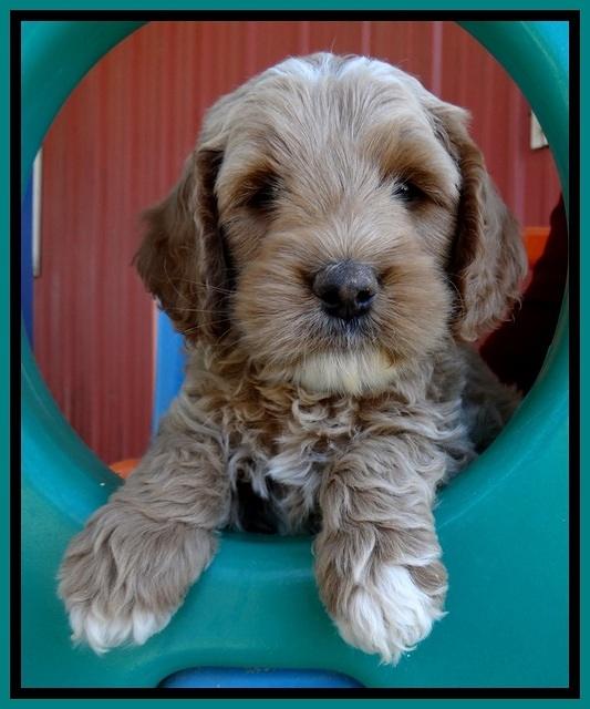 BT pups 6 wks old 111