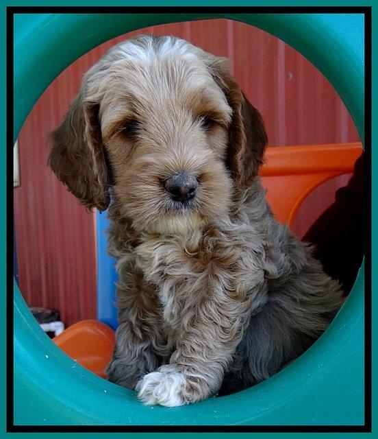 BT pups 6 wks old 91