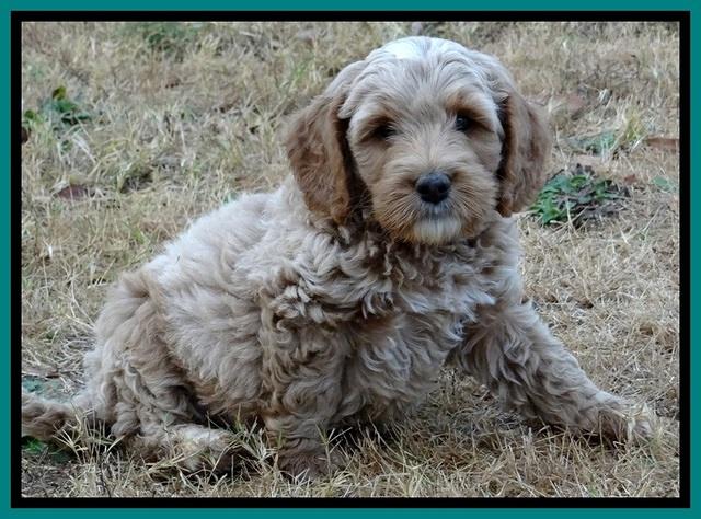 BT pups 7 weeks old 111