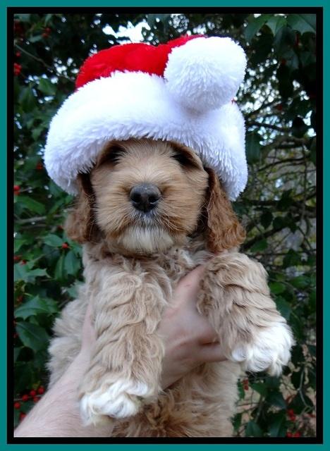 BT pups 7 weeks old 42100