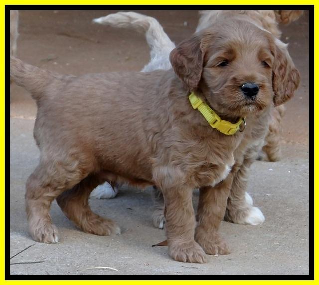 BT 4.5 weeks old 171